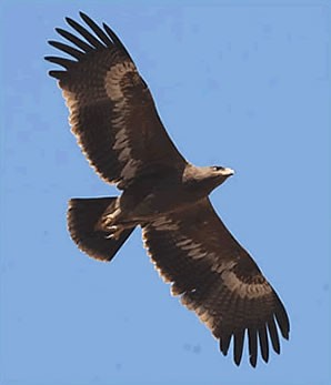 ميداني  روسي  عقاب   Steppe Eagle  / Aquila nipalensis / 